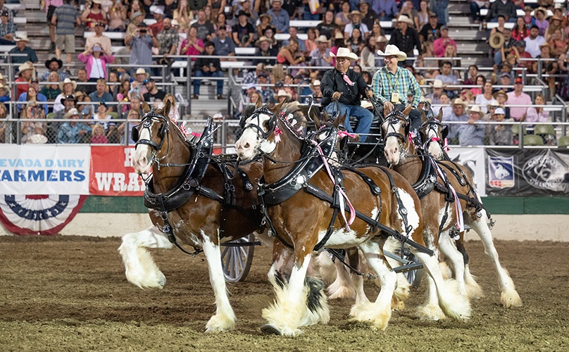 Broken Spoke Clydesdales Reno Rodeo