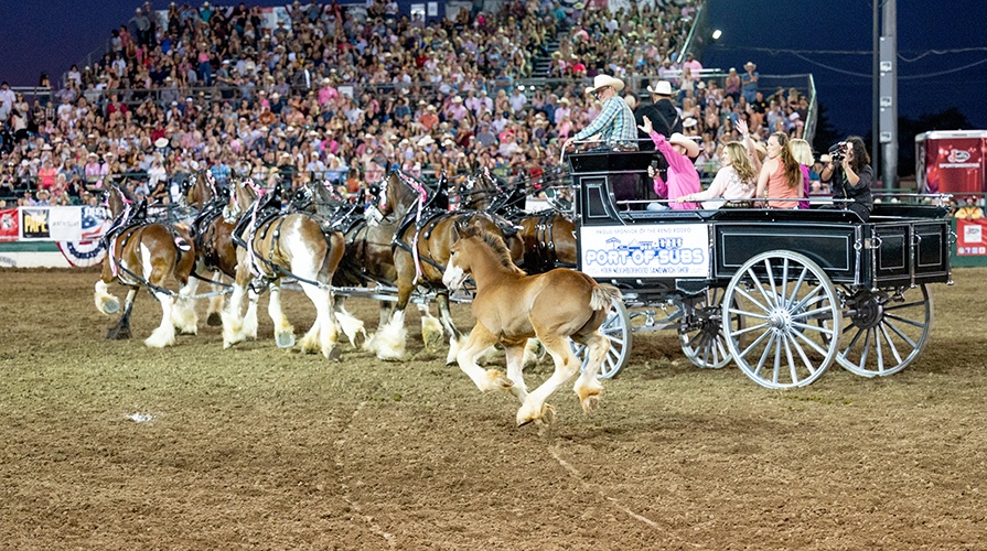 Broken Spoke Clydesdales Reno Rodeo